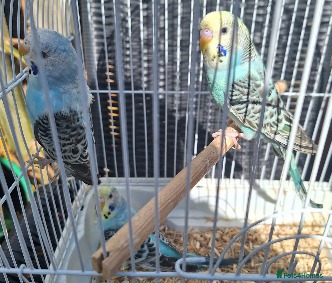 Budgerigars birds for sale: 3 blue Budgies.  And 2 male Chinese painted quails - Image 4