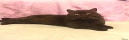 British Shorthair cats for sale:  Beautiful British shorthair  - Advert 6