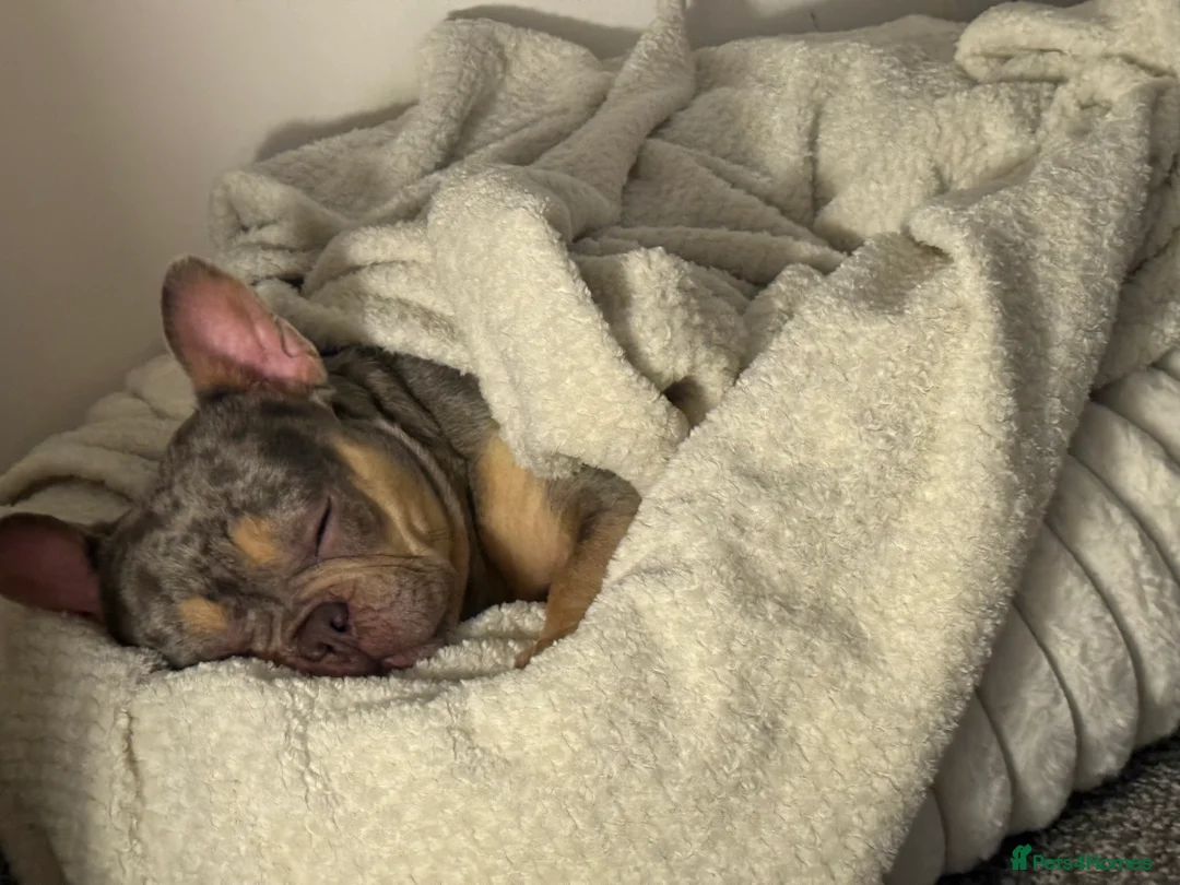 French Bulldog dogs for sale: French bulldog  - Advert 1