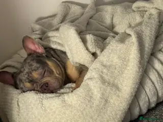 French Bulldog dogs French bulldog - Advert 14