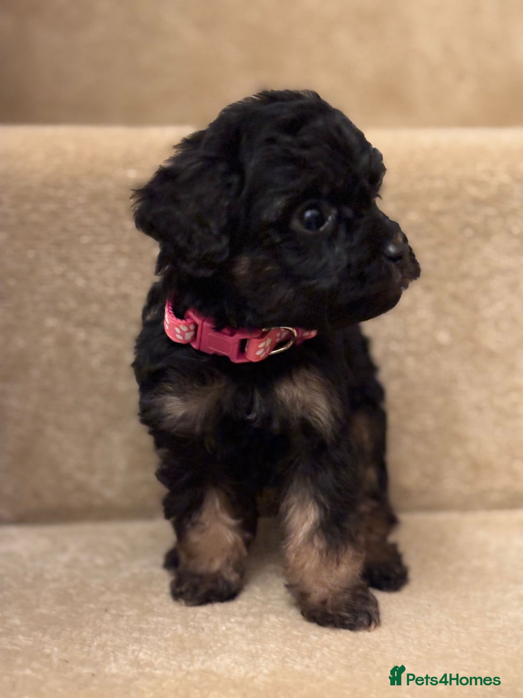 Cavapoo dogs for sale: F1A Cavapoos - Advert 24