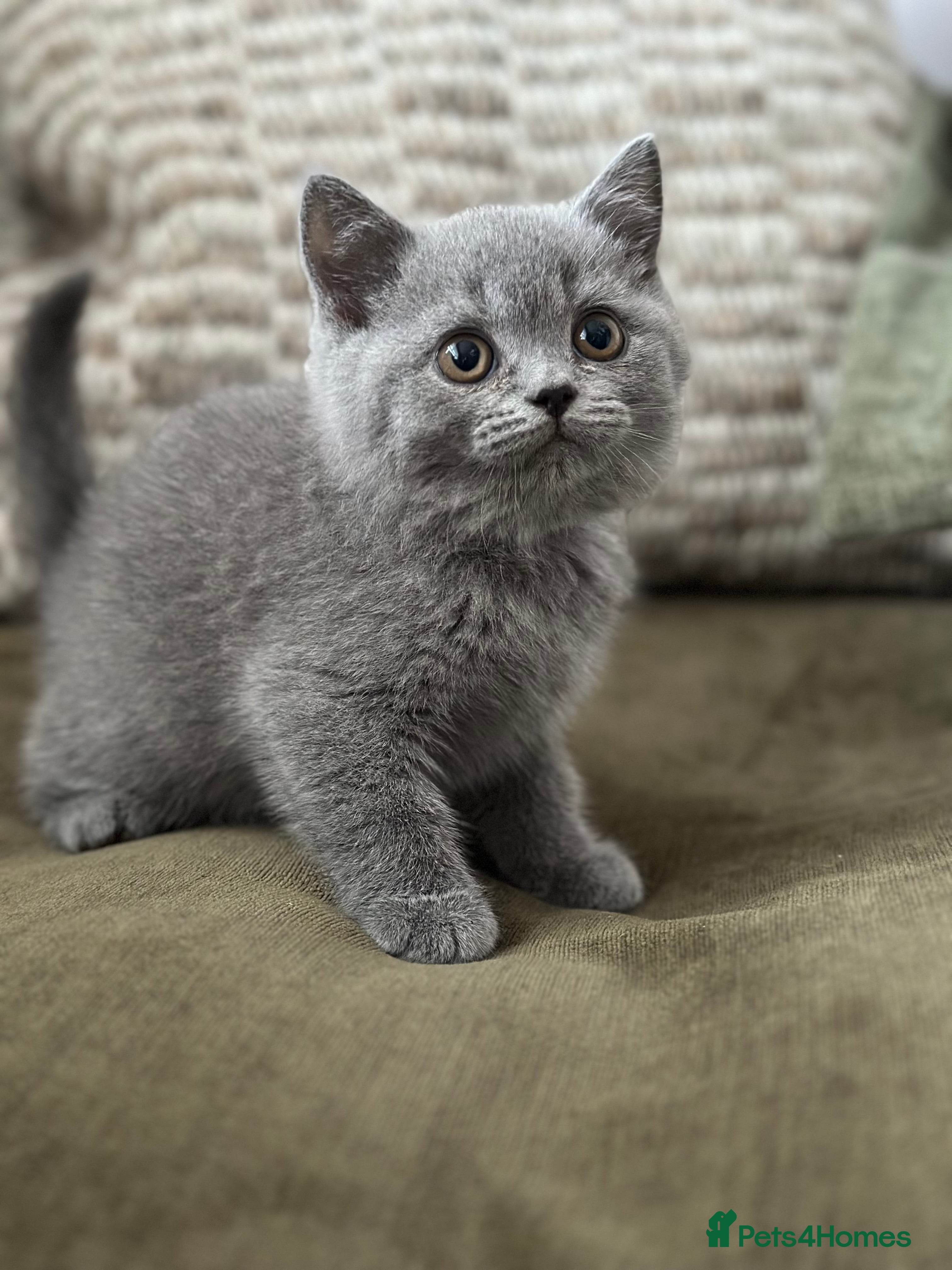 British Shorthair cats GCCF Registered British Shorthair kittens  - Advert 1