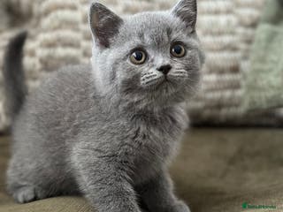 British Shorthair cats GCCF Registered British Shorthair kittens - Advert 15
