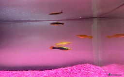 Catfish fish for sale: Fish tank with temperature fish  - Image 3