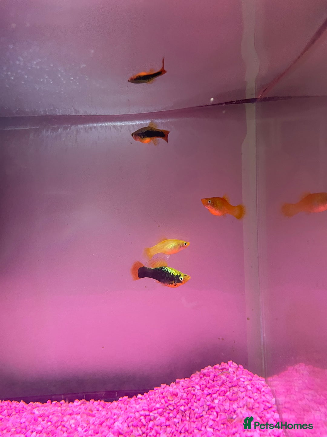 Catfish fish for sale: Fish tank with temperature fish  - Image 3
