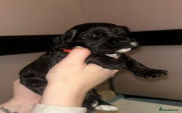 Cockapoo dogs for sale: Cockapoo puppies ready to reserve. - Advert 5