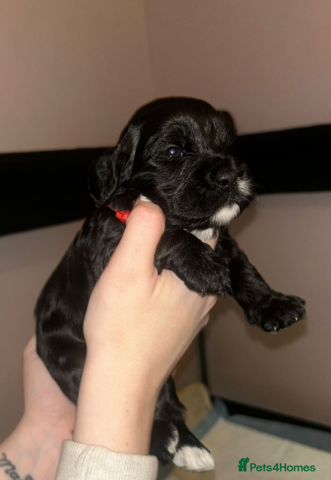 Cockapoo dogs for sale: Cockapoo puppies ready to reserve. - Advert 5