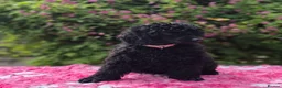 Miniature Poodle dogs for sale: Gorgeous Miniature Poodles - Advert 3