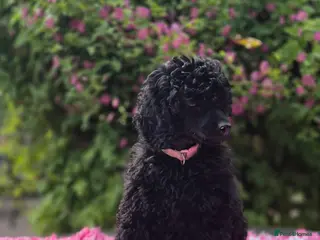 Miniature Poodle dogs Gorgeous Miniature Poodles - Advert 2