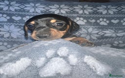 Miniature Dachshund dogs for sale: Kc registered miniature dachshunds  - Image 12