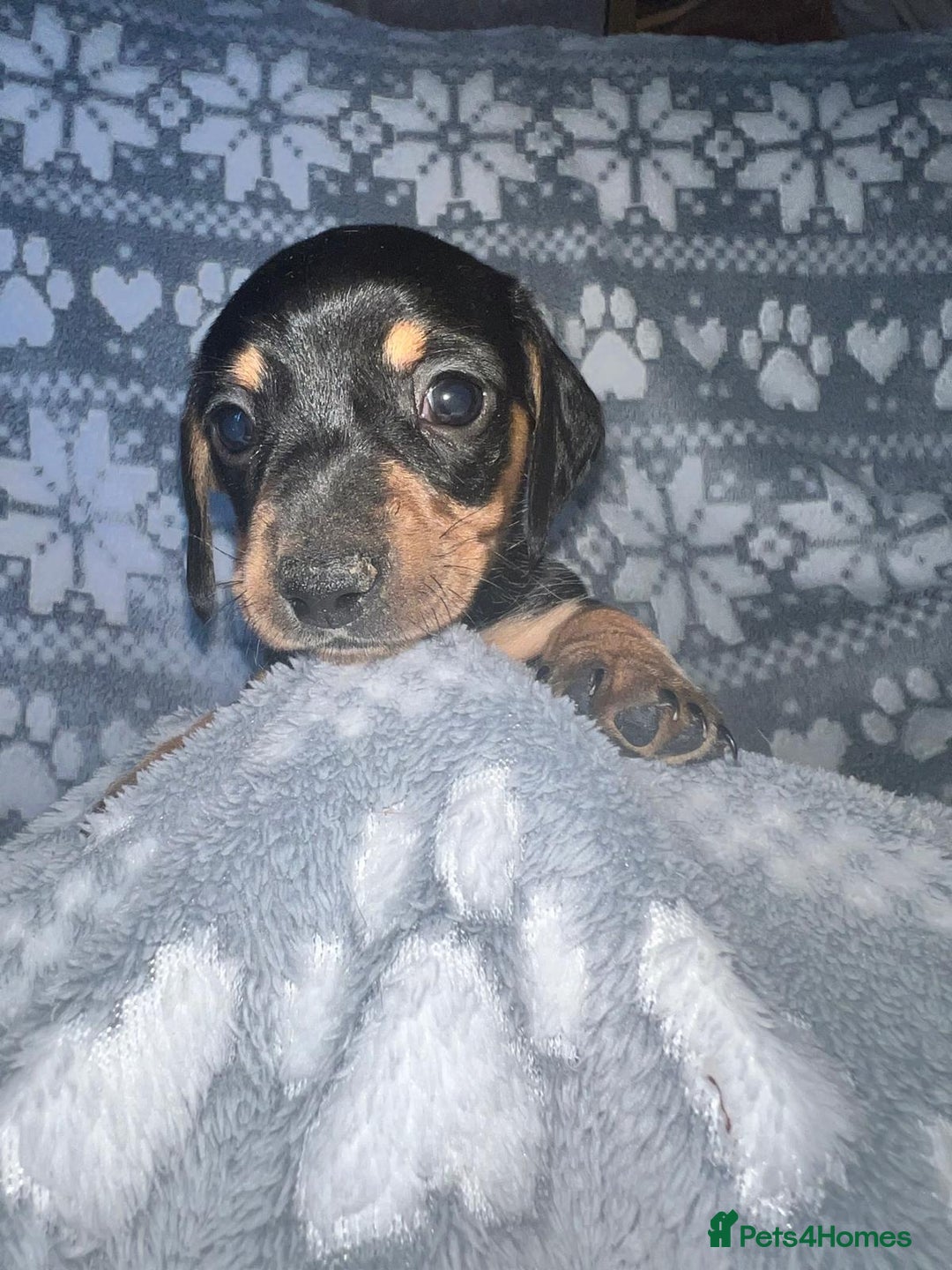 Miniature Dachshund dogs for sale: Kc registered miniature dachshunds  - Image 12