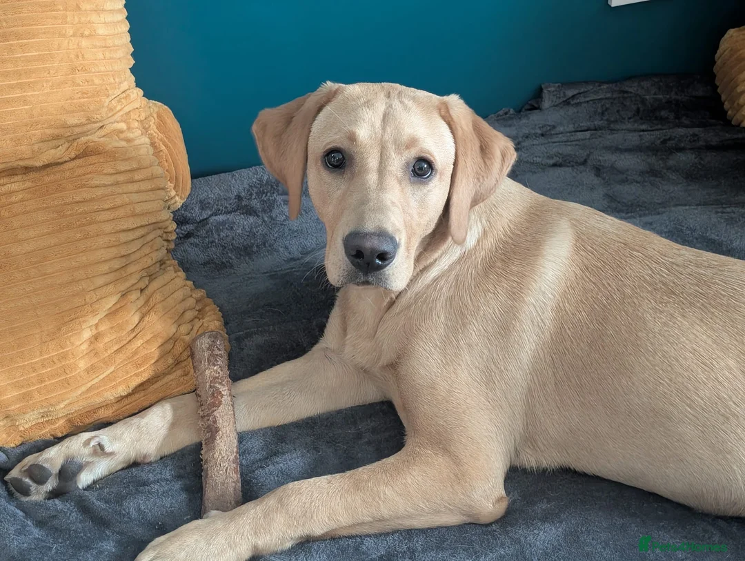 Labrador Retriever dogs for sale: Senna - Advert 1