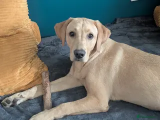 Labrador Retriever dogs Senna - Advert 4
