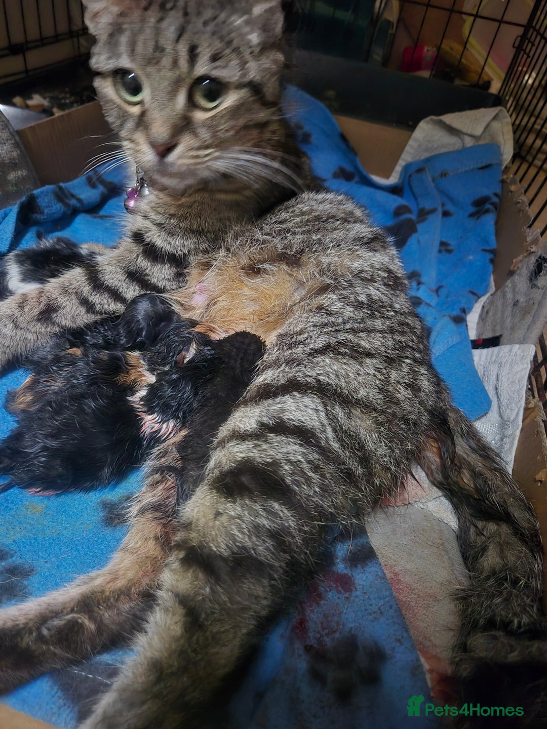 Mixed Breed cats for sale: 5 fluffy kittens looking for forever homes - Advert 3