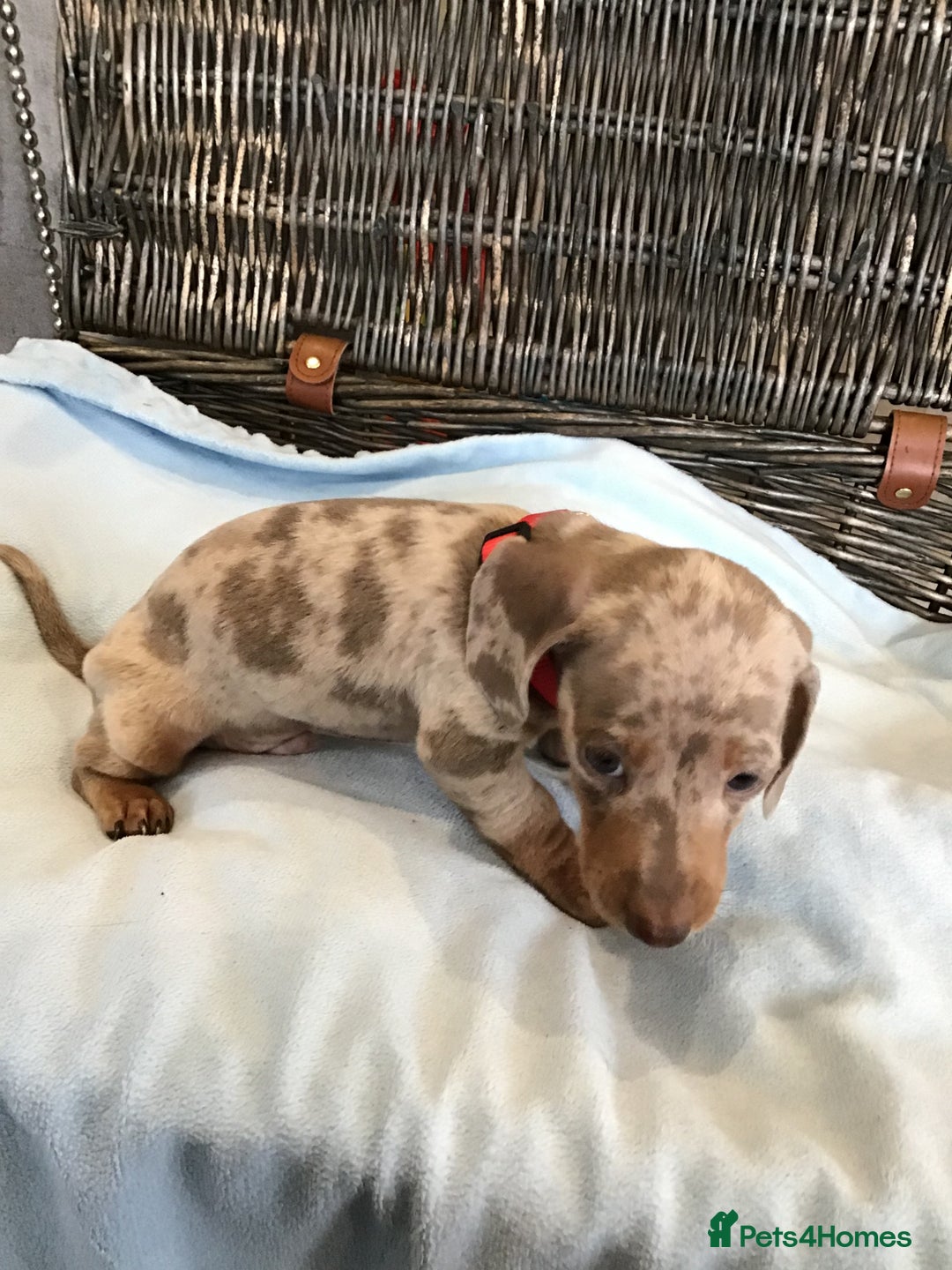 Miniature Dachshund dogs for sale: KC Miniature Dachshund 1 Choc & Isabella Dapple!!! - Advert 19