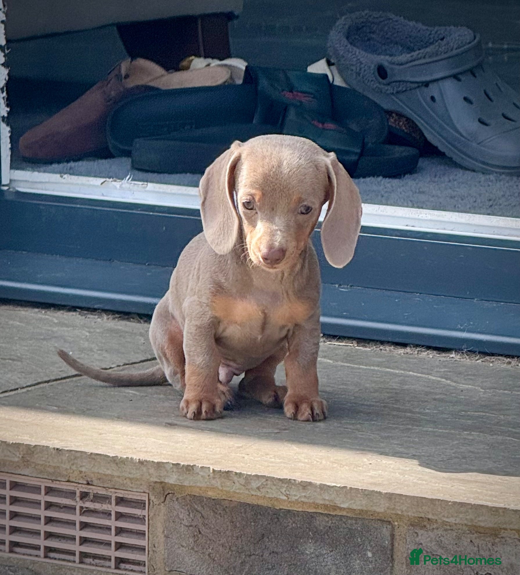Miniature Dachshund dogs Outstanding Litter of Miniature dachshund puppies  - Advert 1