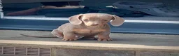 Miniature Dachshund dogs for sale: Outstanding Litter of Miniature dachshund puppies  - Advert 5