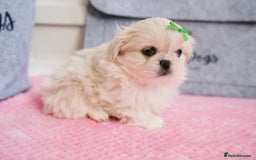 Pekingese dogs for sale: 🏆⭐️ KC reg Pekingese pups with genetics 🏆🐾 - Image 4