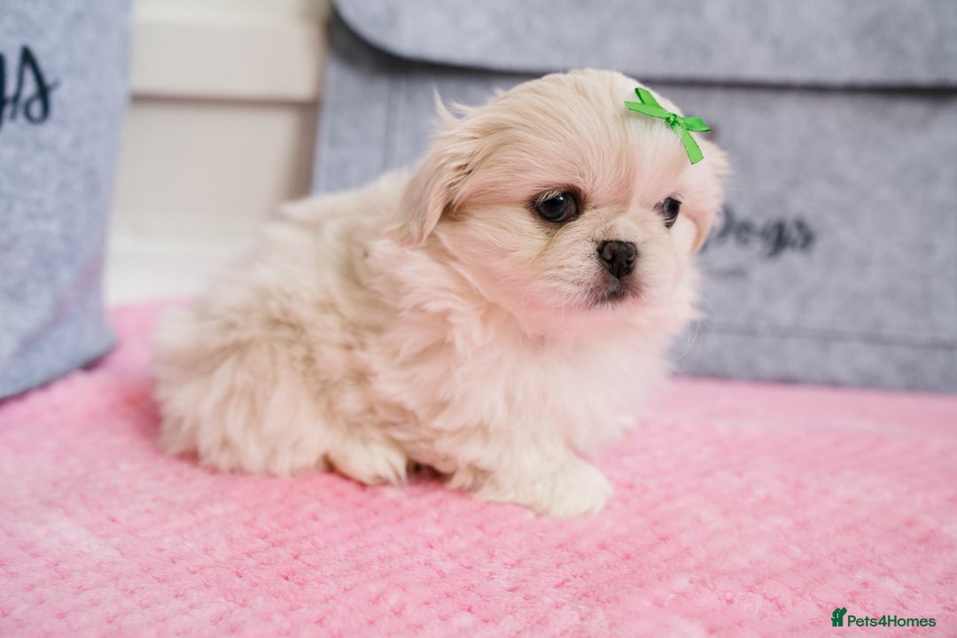 Pekingese dogs for sale: 🏆⭐️ KC reg Pekingese pups with genetics 🏆🐾 - Image 4