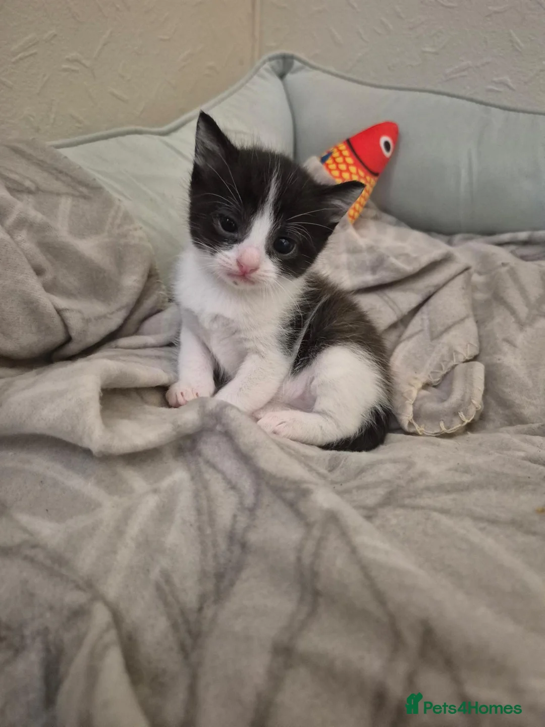Ragdoll cats for sale: RAGDOLL X KITTENS 2 GIRLS 2 BOYS  - Advert 2