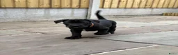 Cane Corso dogs for sale: Exceptional 88% Cane Corso / 12% Malinois Puppies in Preston - Advert 16