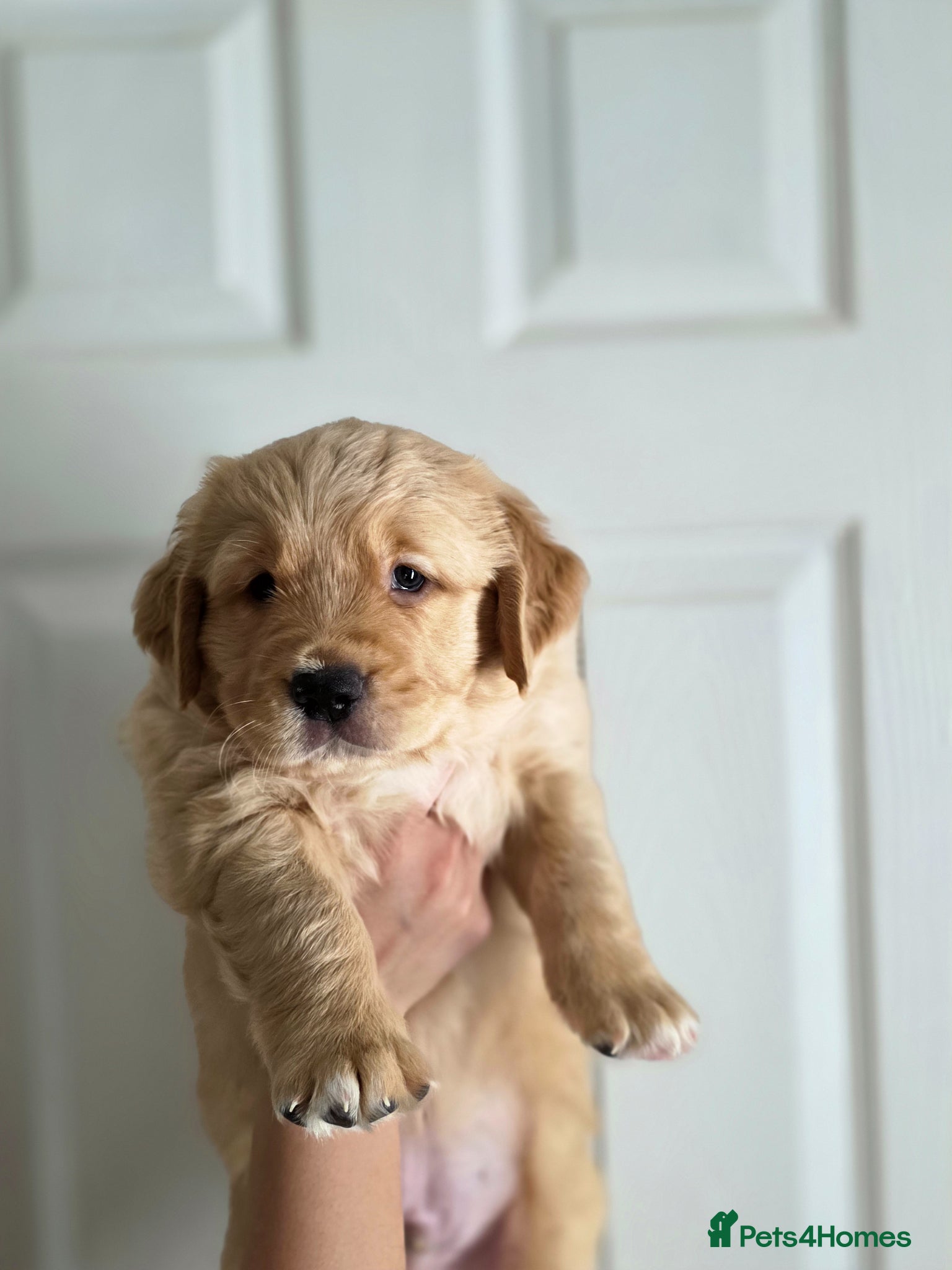 Golden Retriever dogs Golden retrievers  - Advert 2