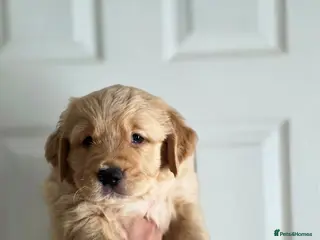 Golden Retriever dogs Golden retrievers - Advert 2