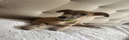 Whippet dogs for sale: Beautiful KC Registered Whippets  - Advert 16