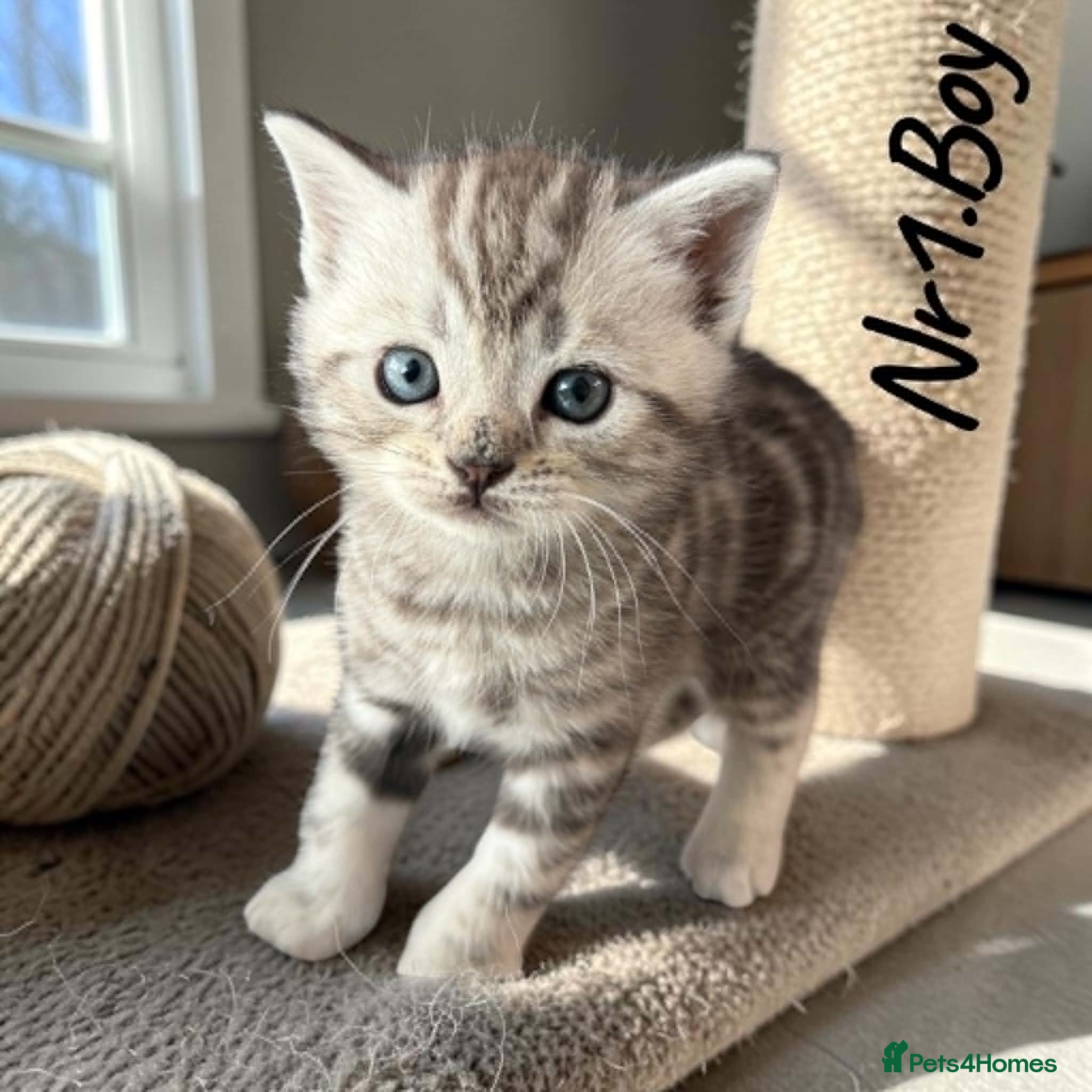 Scottish Fold cats for sale: 6 Pedigree Scottish Fold and Straight Kittens - Advert 16