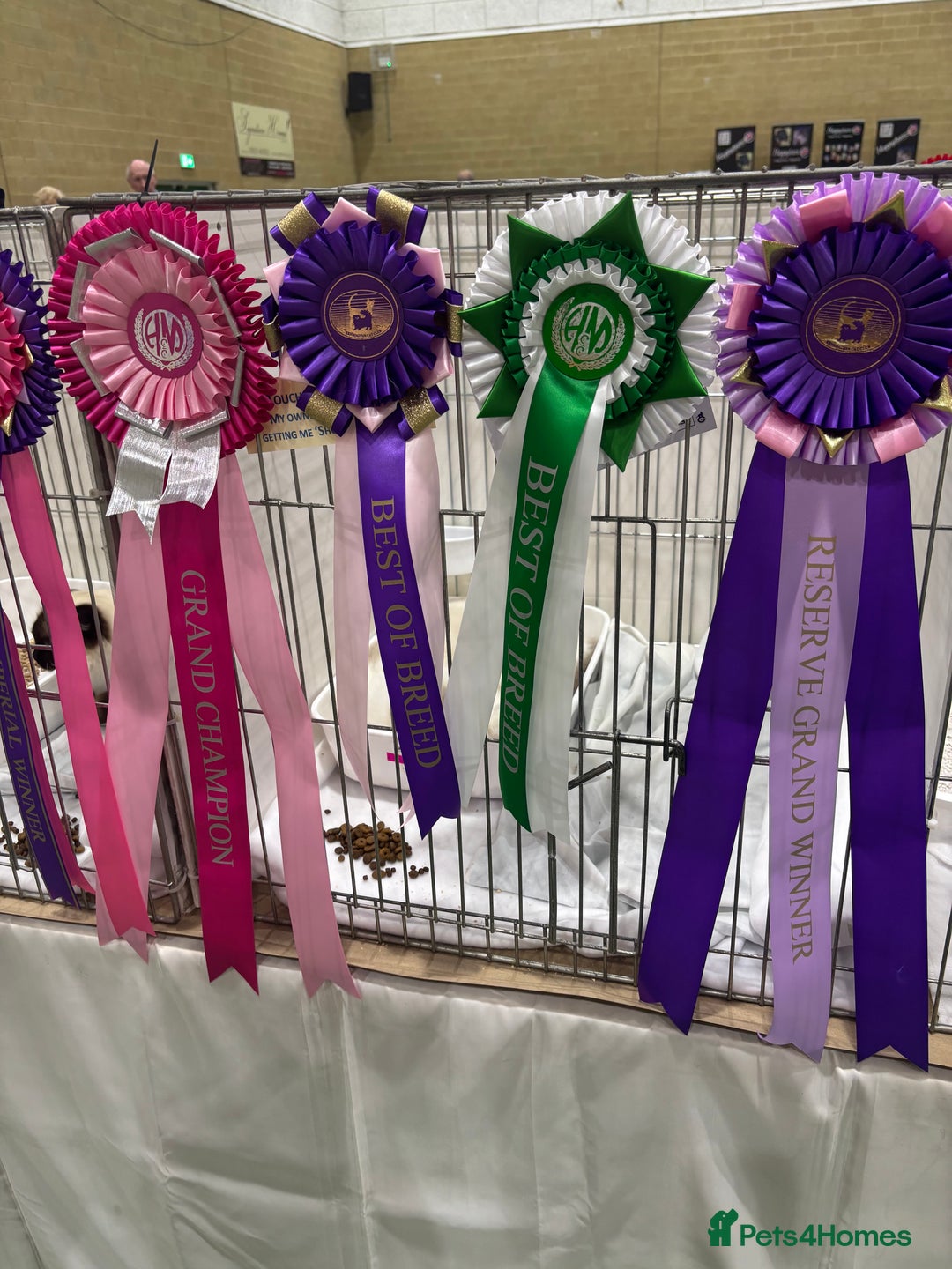 Ragdoll cats for sale:  gccf blue mitted girl simply stunning  - Advert 11