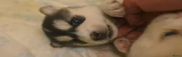 Pomsky dogs for sale: Pomsky Litter  - Advert 5