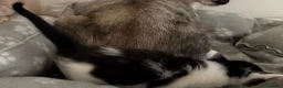 Oriental cats for sale: GCCF registered Oriental kittens  - Advert 9