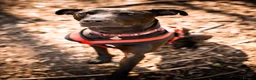 Mixed Breed dogs for adoption: Captain - Advert 3