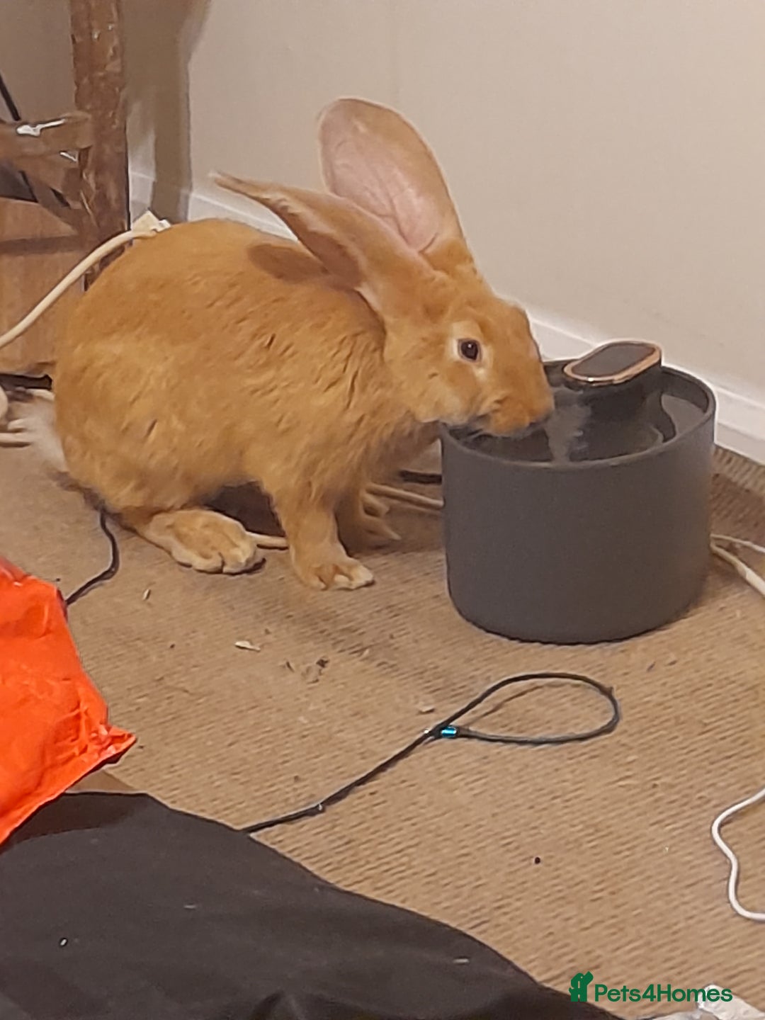 Continental Giant rabbits for sale: Continental rabbit  - Advert 8