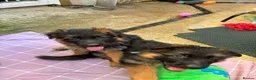 German Shepherd dogs for sale: KC German Shepherd puppies  - Advert 30