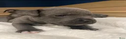 Staffordshire Bull Terrier dogs for sale: 1 Blue boy and 1 black female Staffys Available  in Coventry - Advert 8