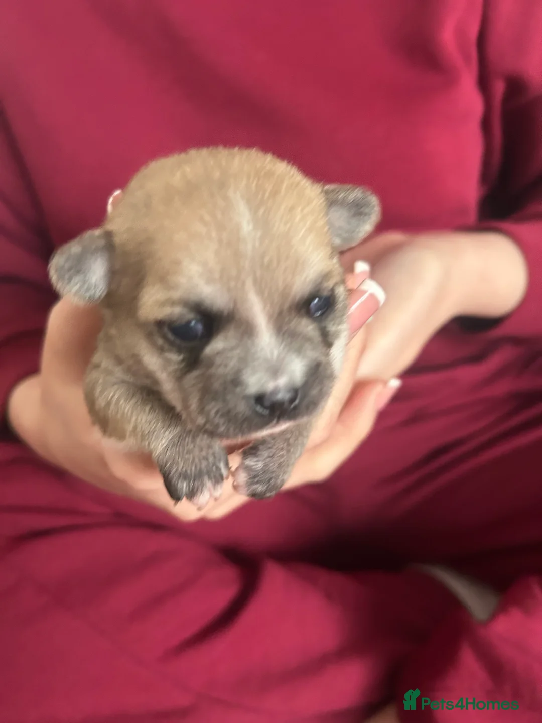 Pomchi dogs for sale: Beautiful Pomchi girls - Advert 18