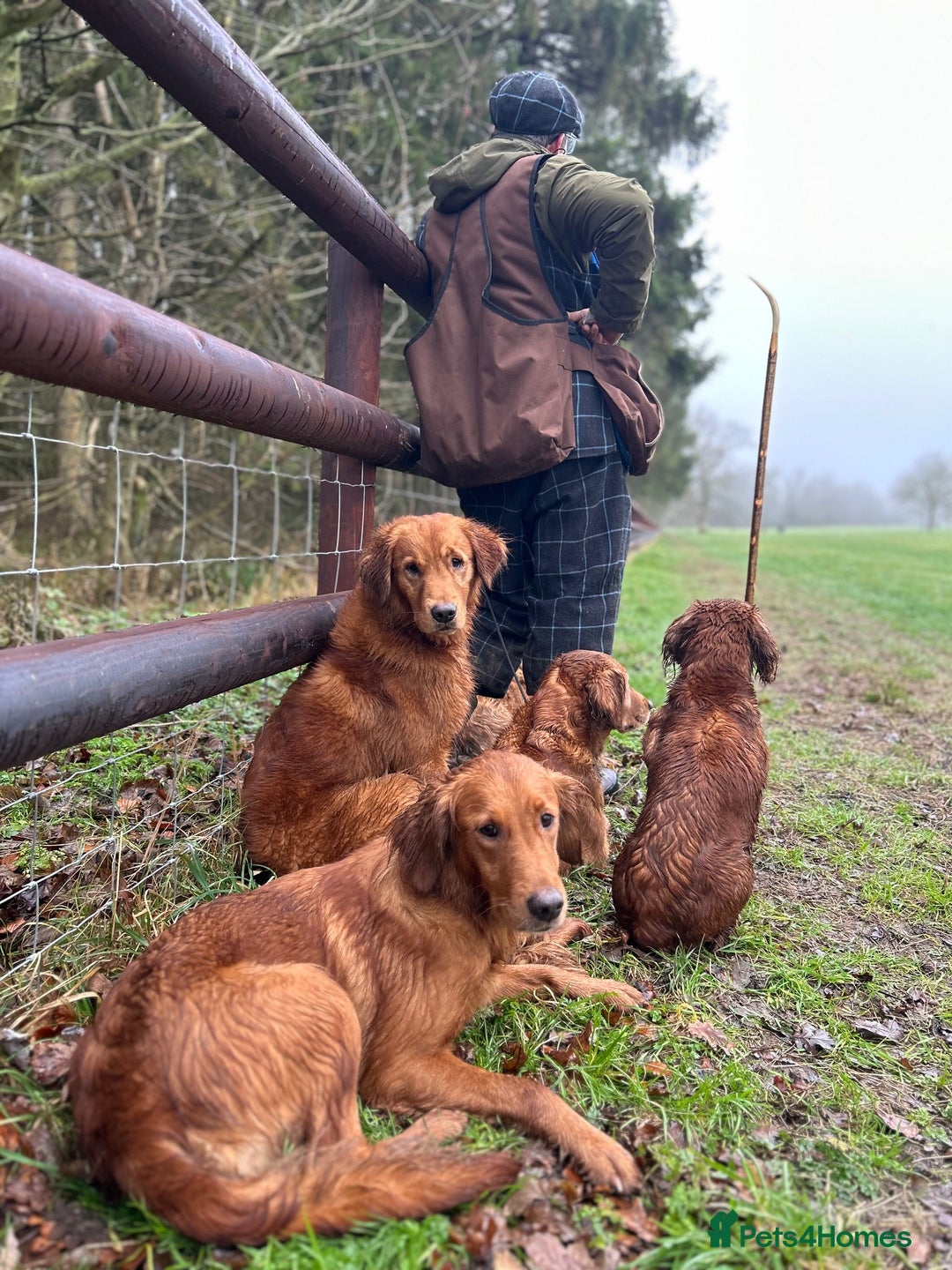 Golden Retriever dogs for stud: 0/0 Hips DNA Clear Handsome KC Reg Stud Dog in Newmarket - Advert 4