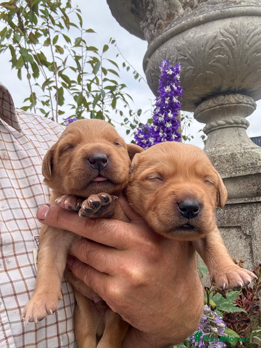 Goldador dogs for sale: Stunning Goldador Puppy’s DNA Clear KC Parents - Image 5