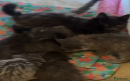 Maine Coon cats for sale: Pedigree Maine coon kittens READY NOW - Image 2