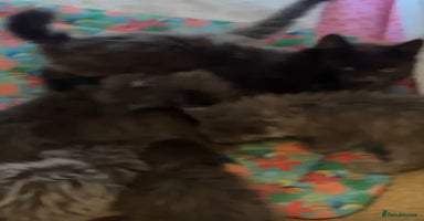 Maine Coon cats - Advert 4