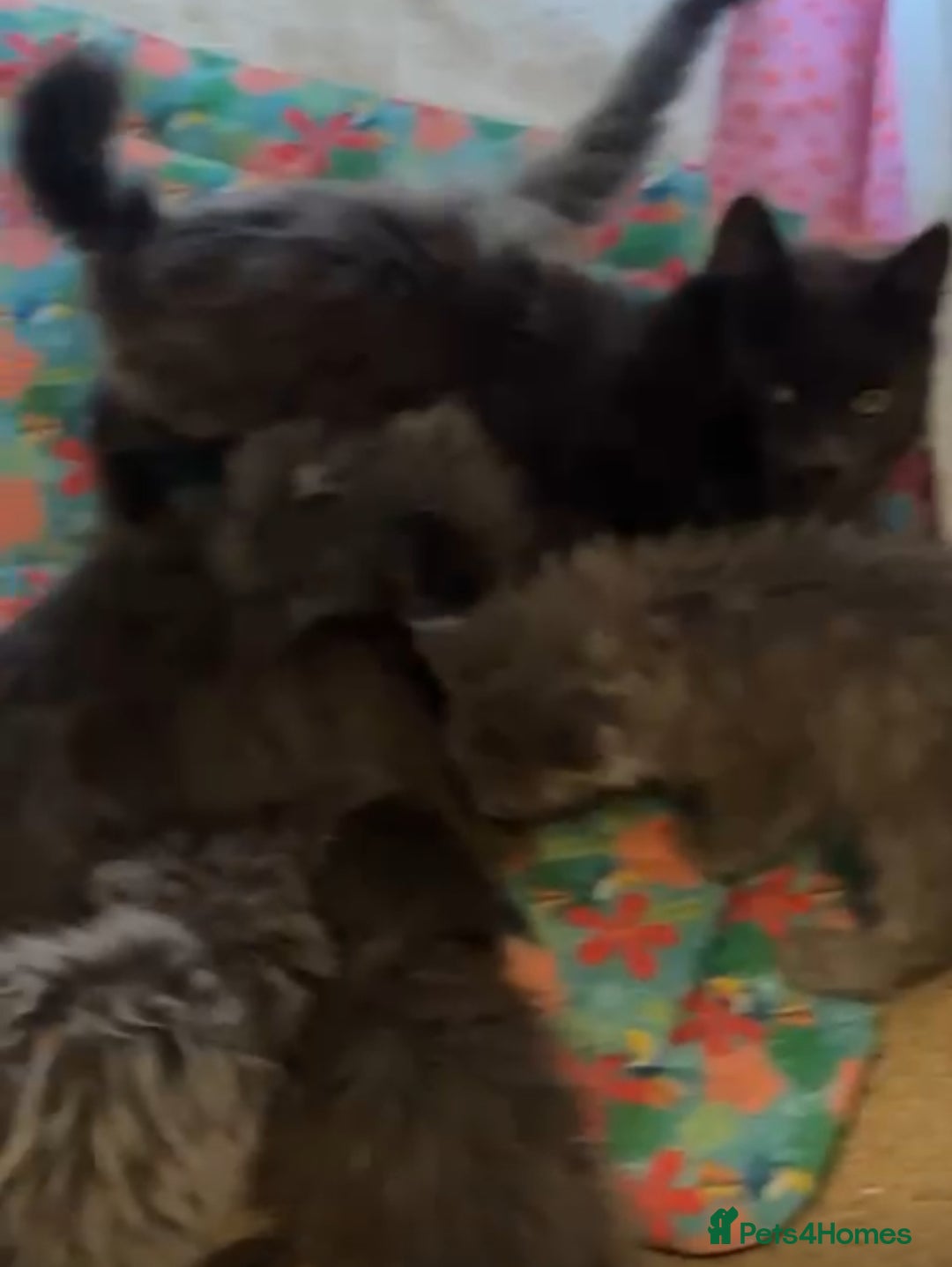 Maine Coon cats for sale: Pedigree Maine coon kittens READY NOW - Image 2