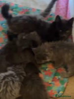 Maine Coon cats - Advert 2