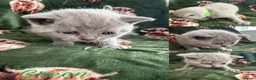 British Shorthair cats for sale: Beautiful  babies  - Advert 6
