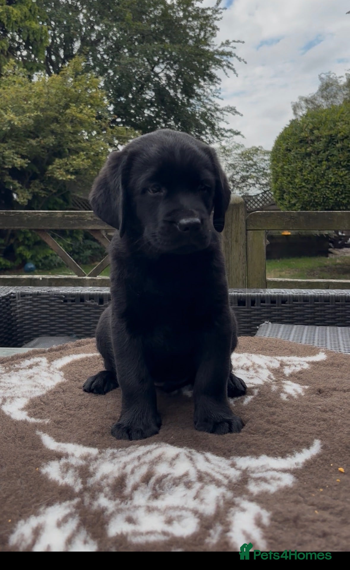 Labrador Retriever dogs Stunning Black & Yellow Show Pups - Advert 2