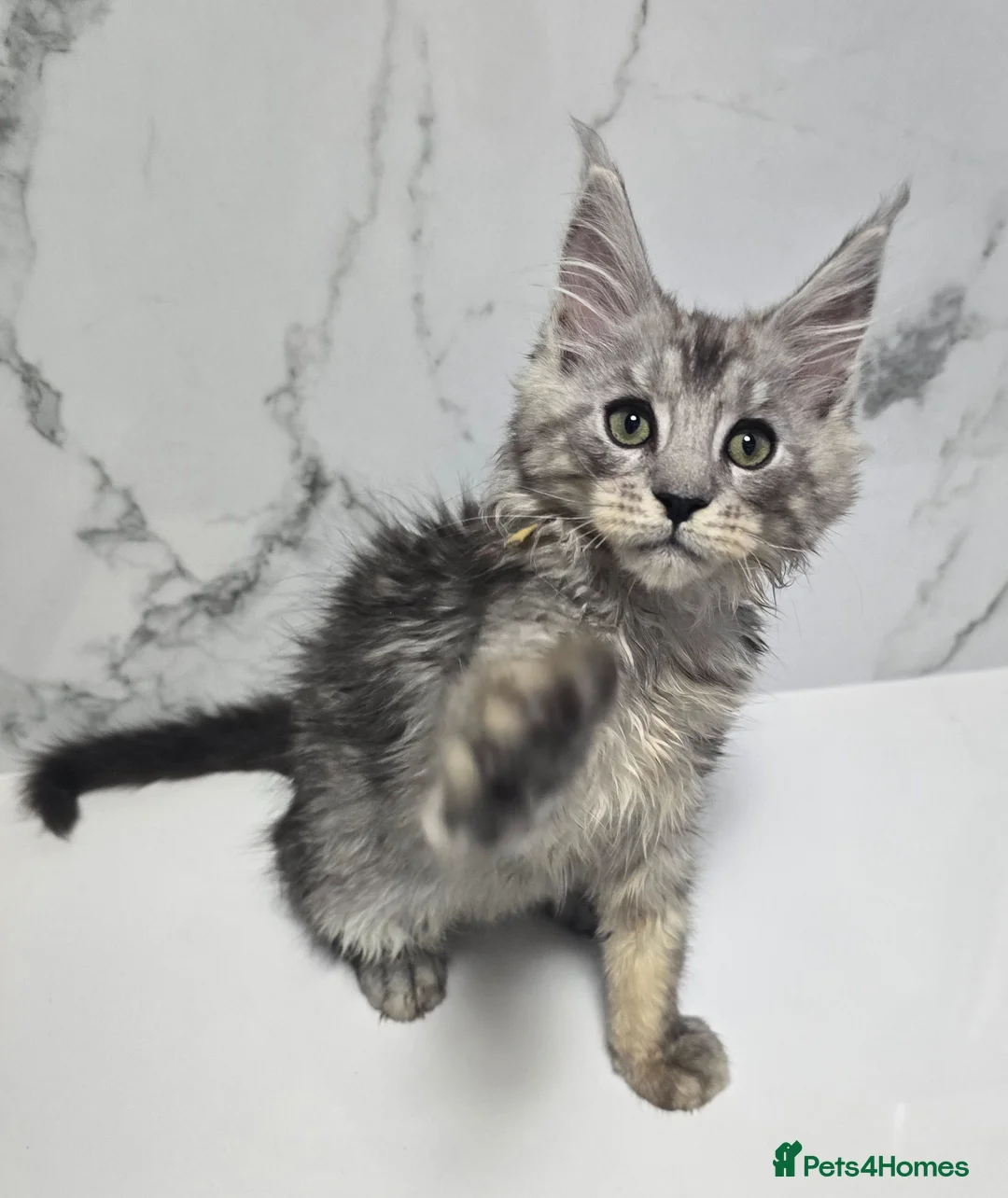 Maine Coon cats for sale: Last Boy  MaineCoon Tica Registred Maine Coon - Advert 2