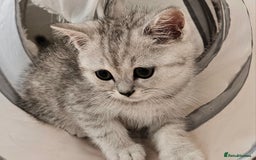 British Shorthair cats for sale: BRITISH SHORTHAIR CHAMPION BLOODLINE - Image 12