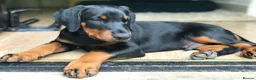 Dobermann dogs for sale: Mr Blue- A truly Free Range Doberman - Advert 28