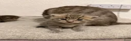 Mixed Breed cats for sale: 4 gorgeous mixed kittens 🐈‍⬛ - Advert 4