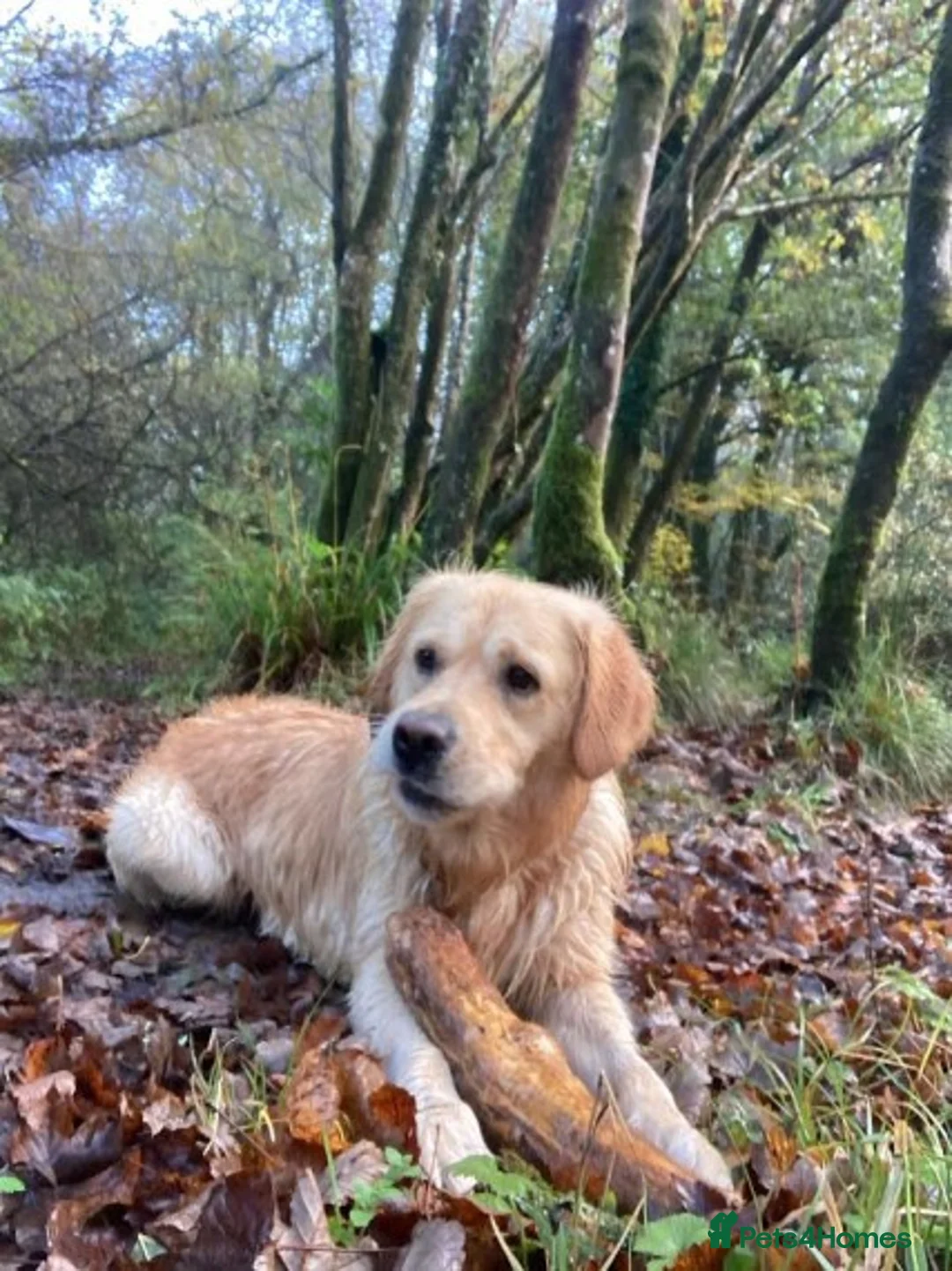 Golden Retriever dogs for stud: Sam. Available for Stud in Swansea - Advert 4